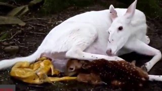 White Deer Giving Birth Twin Baby [upl. by Middle566]