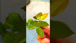 Mandevilla Dipladenia Propagation in 5 Easy Steps [upl. by Rahsab385]