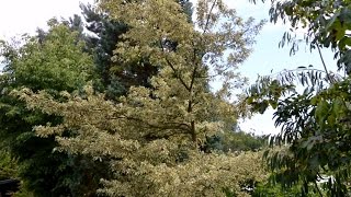 Quercus cerris Argenteovariegata Variegated Turkey Oak [upl. by Reid486]