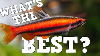 The Best Fish For Every Sized Aquarium 5 Gallon  150 Gallon [upl. by Eenahpets299]