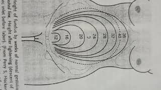 Fundal Height Learn in easy way 💯 you will remember it 👍👍 [upl. by Boff]
