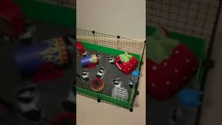 2x4 Guinea Pig Cage CampC [upl. by Keligot]