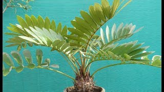 Cardboard PalmZamia Palm Care [upl. by Eddana594]