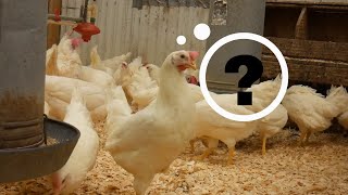 Why The Egg Industry Uses White Leghorns [upl. by Galang]