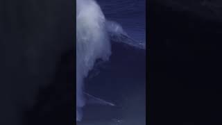 the BIGGEST wave EVER surfed [upl. by Aicileb]