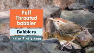 The Puffthroated Babbler or Spotted Babbler Pellorneum ruficeps  Indian Bird Videos [upl. by Roy]