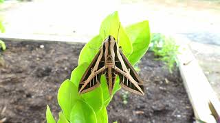 Banded Sphinx Eumorpha fasciatus French Guiana [upl. by Ai282]