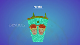 Characteristics of Dicot and Monocot Stem and Root  MeitY OLabs [upl. by Rainie]