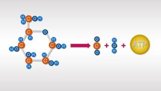 Estructura y Función de los Carbohidratos [upl. by Blackstock]