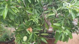 Banganapalli mango  Terrace Garden [upl. by Daloris]