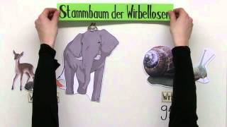 Wirbellose Tiere  Biologie  Biologie der Tiere Mittelstufe [upl. by Yeltsew223]