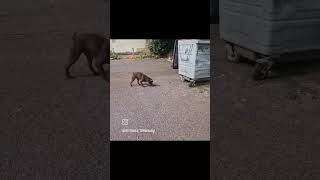 working patterdale terrier destroying Rats [upl. by Juno250]