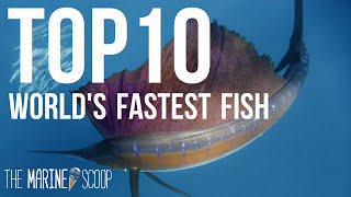 TOP 10 FASTEST FISH IN THE OCEAN [upl. by Nekal313]