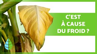 FEUILLES JAUNES sur les PLANTES 🍃 8 Causes et Remèdes ✅ [upl. by Rozalin]