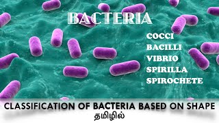 Classification of bacteria based on the shapecocci  Bacilli Vibrio Spirilla  Spirochaete Tamil [upl. by Drolet]