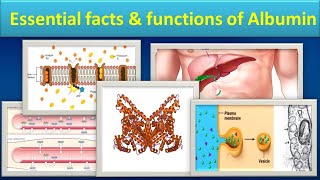 Essential facts amp functions of Albuminmlsmedilabacademyalbumin [upl. by Utley320]