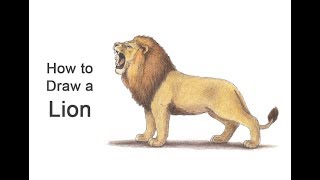 How to Draw a Lion Easy Step by Step [upl. by Trilley]