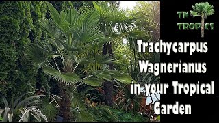 Trachycarpus Wagnerianus in your tropical garden [upl. by Robma]