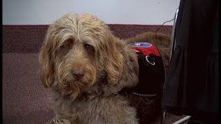 Gander Service Dog [upl. by Enelrak627]