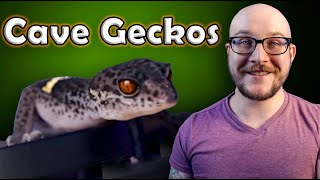 Chinese Cave Geckos  The Next BIG THING In The Reptile Hobby [upl. by Cutcliffe]