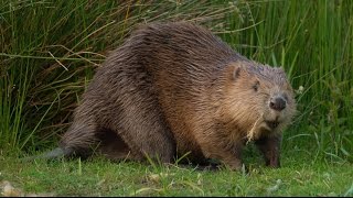 Where to see beavers in the UK  Wild Britain [upl. by Ojoj]