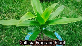 callisia fragrans planthow to grow callisia fragrans plantbasket plant propagationoctopus plant [upl. by Lilias211]