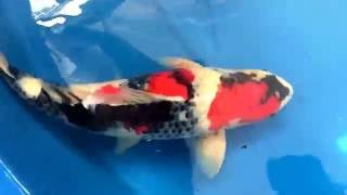 Dainichi Koi Farm 1st ikeage of 2016 Mainly showa [upl. by Kester]