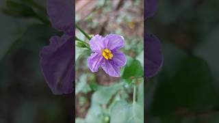 தூதுவளை  Solanum trilobatum JJoVlogz [upl. by Anaujnas557]