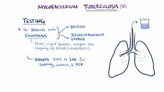 Tuberculosis  symptoms causes microbiology pathology amp treatment [upl. by Macrae]