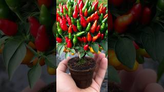 How to growing chilli 🌶️ Get lots of fruit and vegetable fruit shorts survival chilli garden [upl. by Yecrad211]