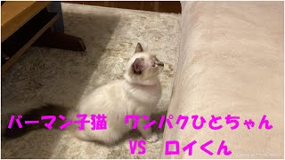 バーマン子猫 ワンパクひとちゃんVSロイくん [upl. by Bussey]