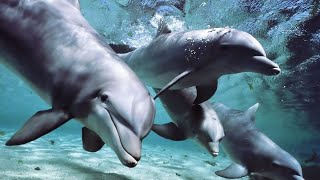 ♫ Dolphin dreams ♫ Melody oceans ♫ Zen and Relaxation ♫ [upl. by Ymar384]