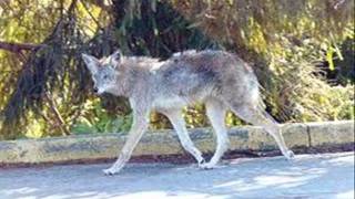 Coyotes In Florida [upl. by Anoblav]