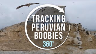 Tracking the Peruvian Booby  360° [upl. by Ttayw]