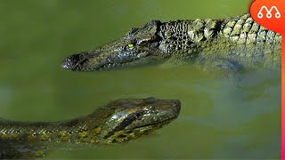 SUCURI vs JACARÉ QUEM VENCE ESSA BATALHA  Anaconda vs Alligator [upl. by Denni235]