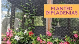 GARDEN Planting Dipladenia [upl. by Seuqramed]