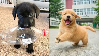 Baby Dogs 🔴 Cute and Funny Dog Videos Compilation 4  30 Minutes of Funny Puppy Videos 2022 [upl. by Llerat]