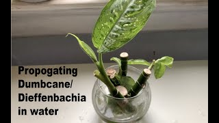 Propogating Dumbcane  Dieffenbachia in water [upl. by Englis]