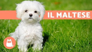 Razze di cani il Maltese [upl. by Aneeuqal]