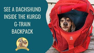 Dachshund Inside Kurgo Gtrain Dog Backpack [upl. by Aivon740]