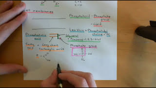 Cholesterol Metabolism Part 1 [upl. by Prisilla363]