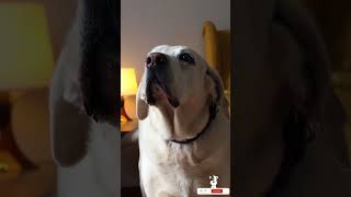 Is your dog terrified of thunderstorms shorts shortsvideo viralshorts [upl. by Crespi]