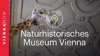 Natural History Museum Vienna [upl. by Atihcnoc]