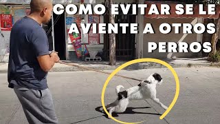 Mi PERRO ladra a personas y perros en la CALLE como EVITARLO [upl. by Ecirbaf]