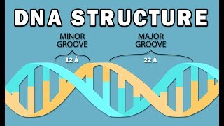 STRUCTURE OF DNA [upl. by Melisent]