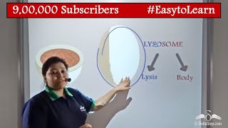 Lysosome  Structure and Function  Cells  Class 9  CBSE  NCERT  ICSE [upl. by Auhsoj201]