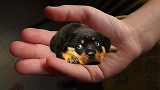 The tiniest dogs in the world  small dog breeds [upl. by Joslyn424]