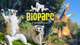 BIOPARC FUENGIROLA  Zooinmersión [upl. by Youlton]