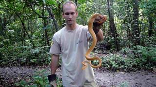 SWTScreaming Amazon Tree Boa in the WILD Corallus hortulanus [upl. by Egerton485]