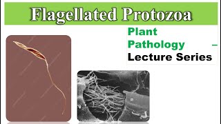 Flagellated protozoa infection in plant  Principles of Plant Pathology [upl. by Ihtac591]